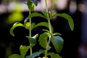 El azúcar natural, la planta de stevia en un jardín de Madrid, España foto