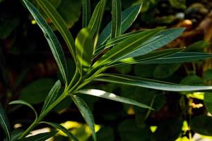 Oleander leaves, the toxic plant that abounds all over Madrid Spain photo