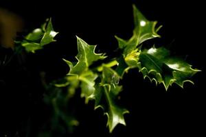 Holly leaves in a garden of Madrid, Spain photo