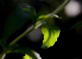 El azúcar natural, la planta de stevia en un jardín de Madrid, España foto