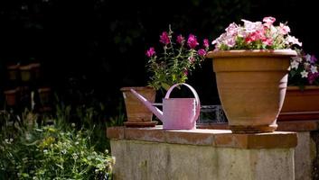 A pink watering can in a French garden photo