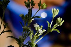 El azúcar natural, la planta de stevia en un jardín de Madrid, España foto