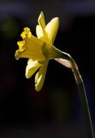 Yellow daffodil flower in spring, Spain photo