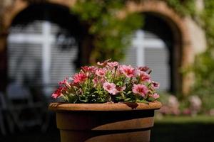 Pot of petunias in a French garden photo