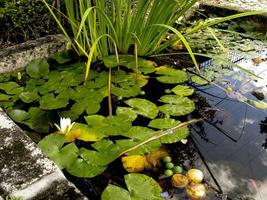 Small stone pond with aquatic plants, in a garden in Portugal