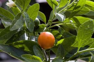 Small fruit of the Pommier d'Amour in a garden of Madrid, Spain photo