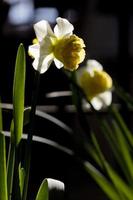 Yellow daffodil flower in spring, Spain photo