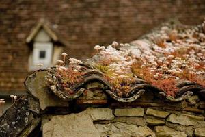 Wild and natural vegetation on the roof of a house, Lot, France photo
