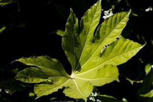 Isolated green leaf in a garden in France. photo