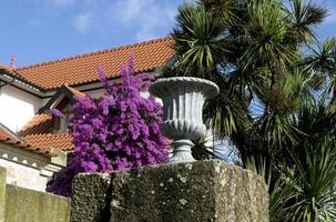 Hermosas buganvillas en flor en un jardín en Portugal foto