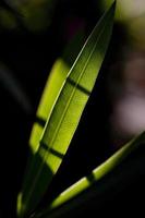 Oleander leaves, the toxic plant that abounds all over, Madrid Spain photo