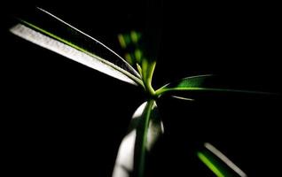 Oleander leaves, the toxic plant that abounds all over, Madrid Spain photo