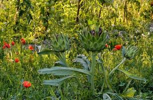 An orchard in the province of Lot, Francep photo