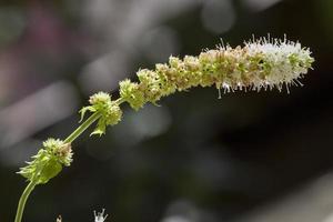 Small wild and graceful plant in Madrid Spain photo