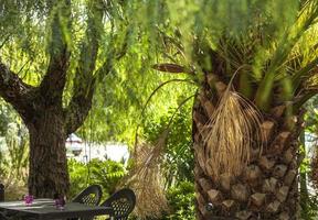 Palm trees and dates palm in the province of Murcia, Spain photo