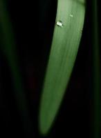 Drop of water on a narcissus leaf. photo