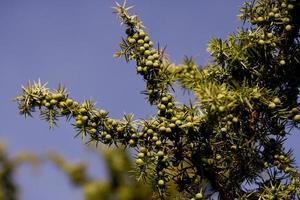 Juniper and its berries, Lot Province, France photo