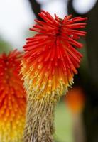 Kniphofia Uvaria flowers in Portugal photo