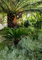 Leafy garden with palm tree in Murcia, Spain photo