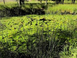 Water lily, province of Soria, Castilla y Leon, Spain photo