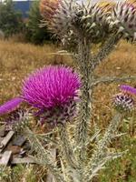 Scottish thistle in a field around Madrid, Spain photo