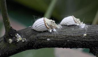 Cochineal cottony in the lemon trees in Madrid, Spain photo