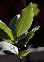 detalles de hojas de laurel. Madrid, España foto