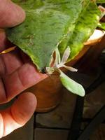 el kalanchoe, una planta medicinal curativa, madrid españa foto