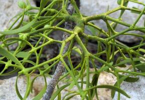 Mistletoe detail, in Avila, Spain photo