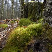 Moss, a protected species, in the Sierra de Madrid, Spain photo