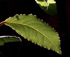 Details of laurel leaves. Madrid Spain photo