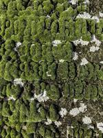 Moss, a protected species, in the Sierra de Madrid, Spain photo