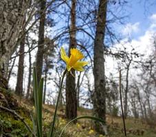 Yellow daffodil in the forest in spring, Spain photo