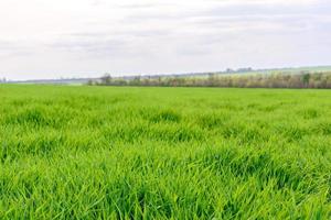 Field of fresh green grass texture as a background photo