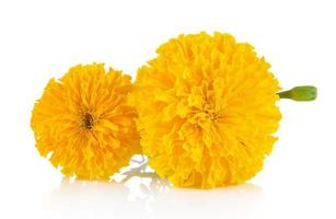 Marigold flower on white background photo