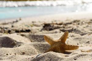 estrella de mar en la arena del océano en un cálido día de verano foto