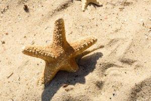 Sea star on the sand on the ocean on a warm summer day photo