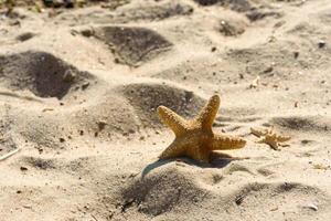 estrella de mar en la arena del océano en un cálido día de verano