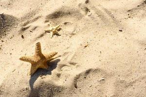 estrella de mar en la arena del océano en un cálido día de verano foto