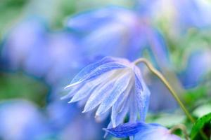 hermosas flores azules en el contexto de las plantas verdes. fondo de verano foto