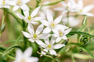 hermosas flores blancas en el contexto de las plantas verdes. fondo de verano foto
