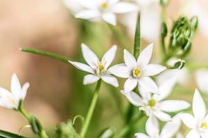 Beautiful white flowers against the background of green plants. Summer background photo