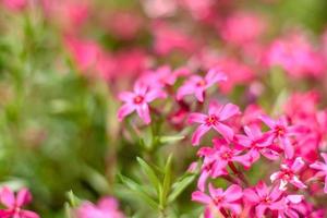 hermosas flores de color rosa en el contexto de las plantas verdes. fondo de verano. enfoque suave foto
