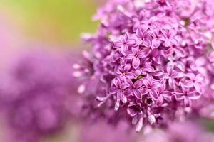 Beautiful bush of blossoming lilac in the garden. Summer background photo