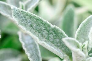 Beautiful green plants in the garden on a warm summer day photo