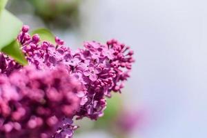 hermoso arbusto de lila en flor en el jardín. fondo de verano foto