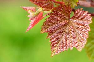 Beautiful leaf of grapes in the summer garden against the background of green plants photo