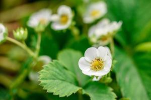 Beautiful white flowers against the background of green plants. Summer background photo