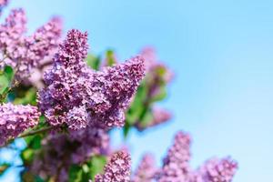Beautiful bush of blossoming lilac in the garden. Summer background