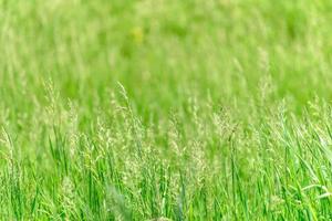 Beautiful green plants in the garden on a warm summer day photo